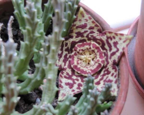 orbea-carrion-flower