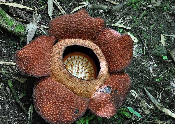 rafflesia-2