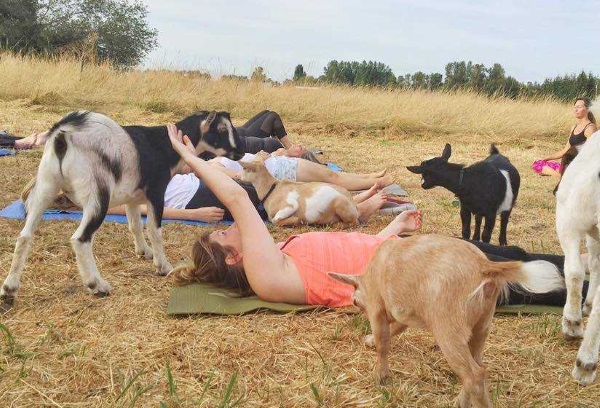 goat-yoga-2