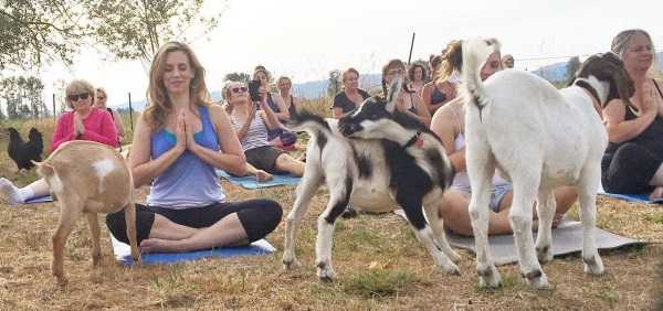 goat-yoga-7