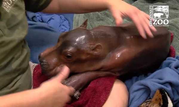 baby-hippo-10