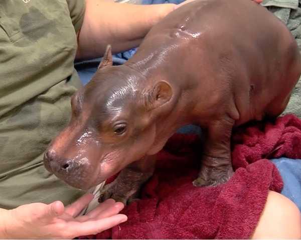 baby-hippo-9