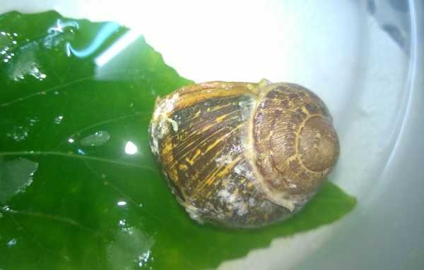 snail-shell-repaired-7
