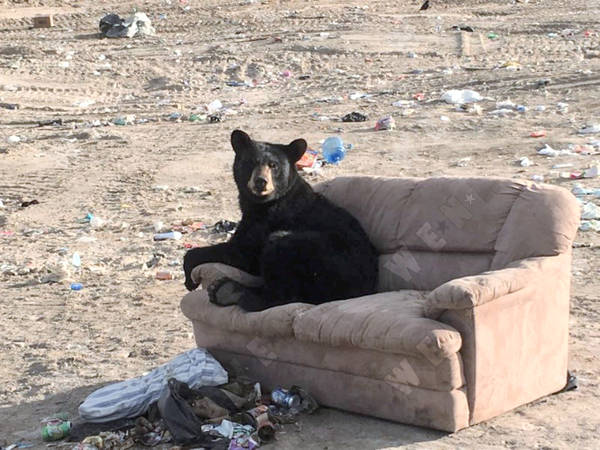 sofa-bear-7