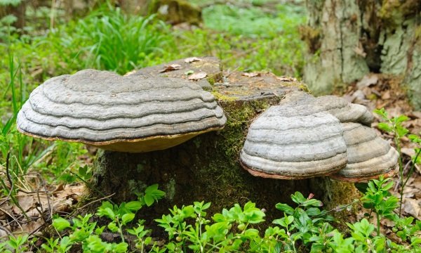 Fungi 4 Feet: Mushrooms Make Sustainable Sneakers