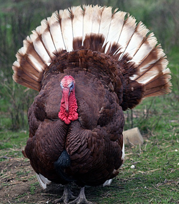 Great Old Gobblers: 8 Amazing Heritage Turkeys