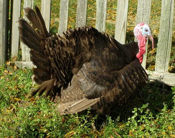 Great Old Gobblers: 8 Amazing Heritage Turkeys