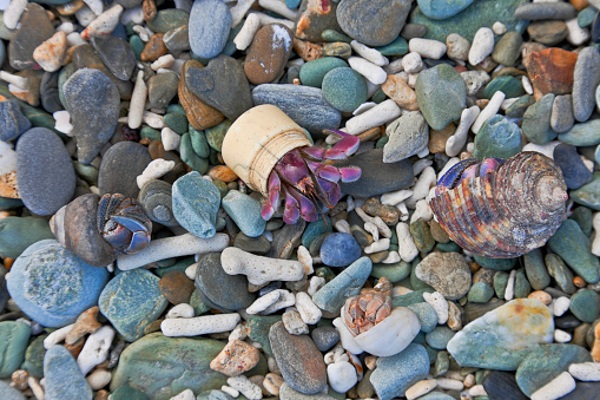 Go-To Shell: 7 Amazingly Resourceful Hermit Crabs