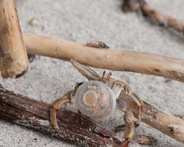 Go-To Shell: 7 Amazingly Resourceful Hermit Crabs