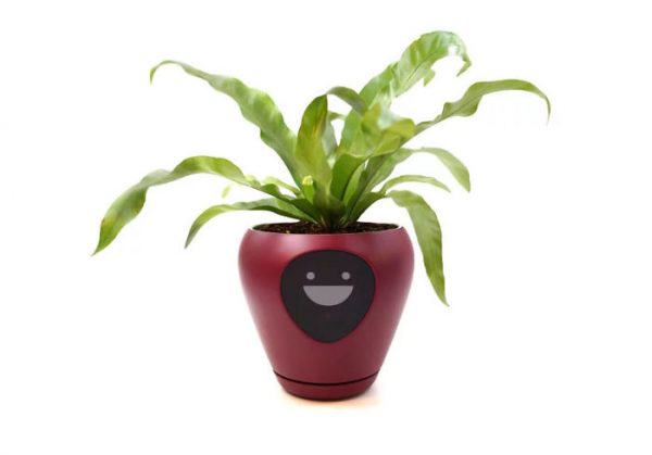 Face Plant: Lüa Smart Planter Is Your Botanical Buddy