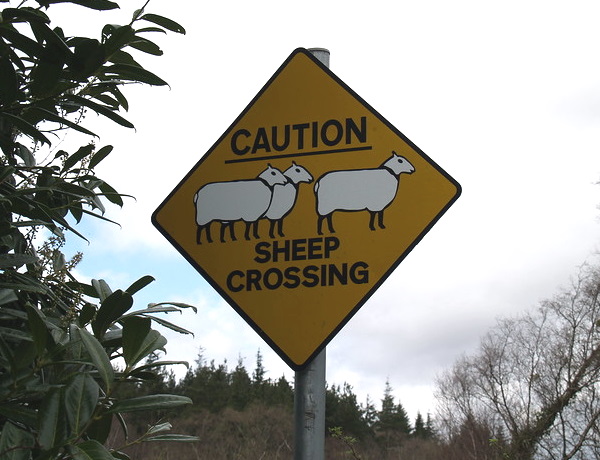 Eclectic Avenue: 10 Weird Animal Crossing Signs
