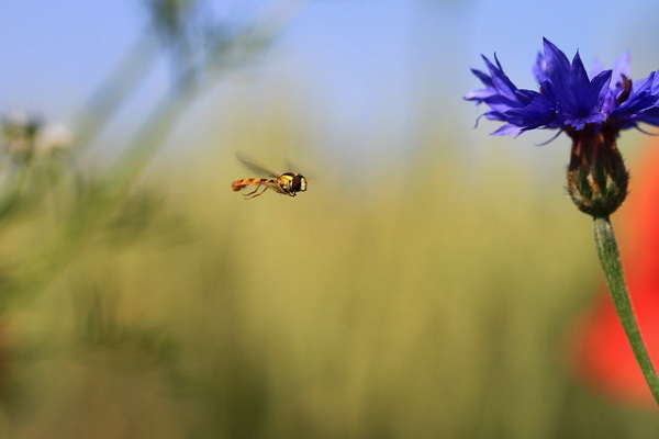 Buzz On: Urban Flower Strips Boost Bees & Bugs