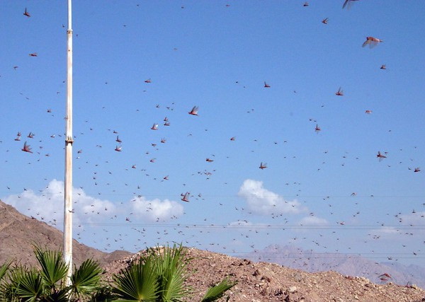 Hen Pecked: Loathsome Locusts Make Fine Fowl Feed