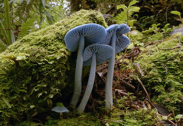 Shrooms With a View: 10 Strange & Beautiful Mushrooms