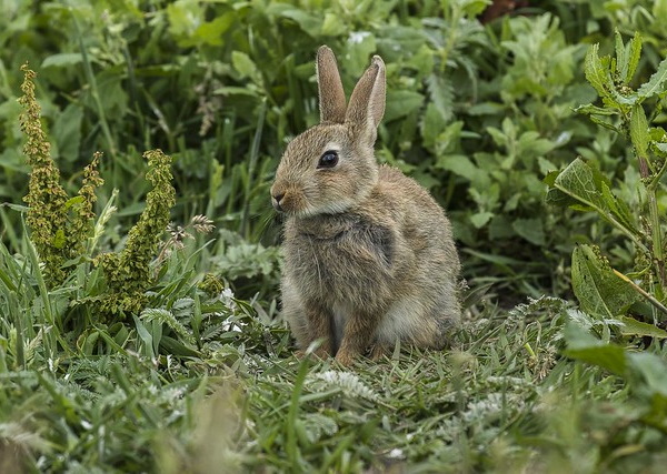 Show Me The Bunny: The World’s 7 Most Amazing Rabbits