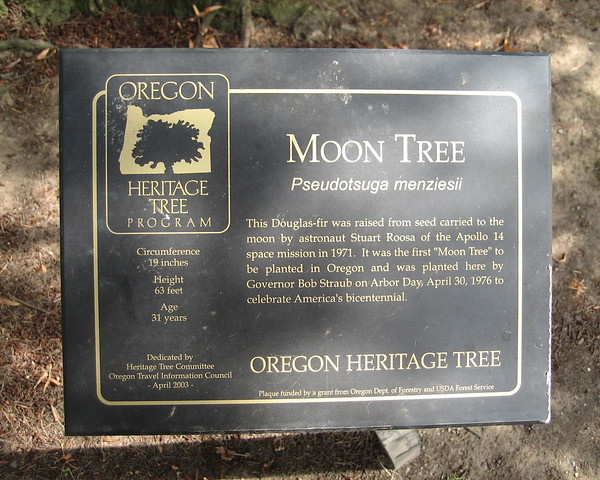Bark Trek: Amazing Moon Trees Wood Be Good