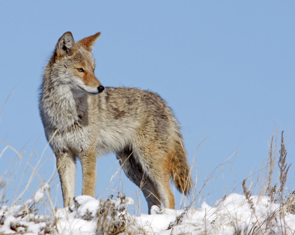 Howl Be Back: The Top 7 Amazing Coyotes