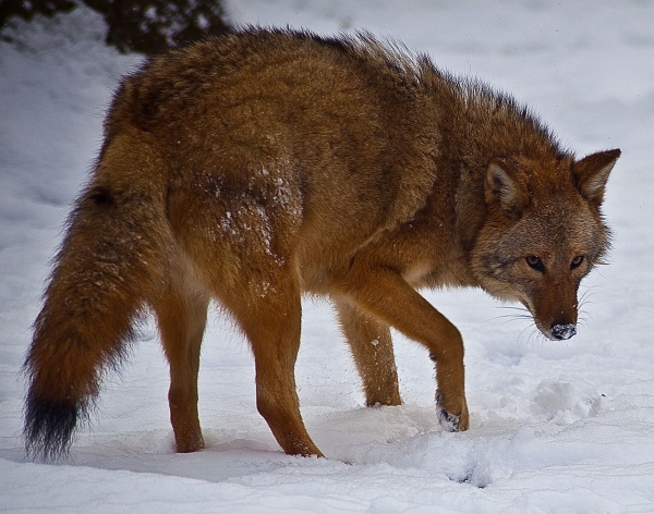 Howl Be Back: The Top 7 Amazing Coyotes