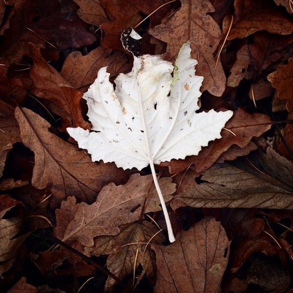 Something All Fall: 7 Amazing Offbeat Autumn Leaves