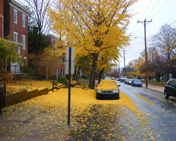 Something All Fall: 7 Amazing Offbeat Autumn Leaves