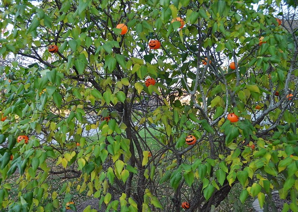 Orange Shade: 10 Totally Top-Heavy Pumpkin Trees