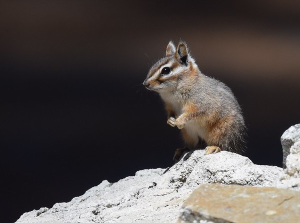 Go Nuts! The 7 Most Amazing Chipmunk Species