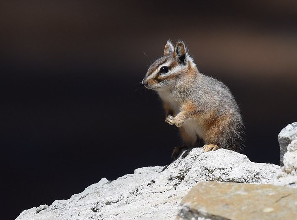 Go Nuts! The 7 Most Amazing Chipmunk Species - WebEcoist