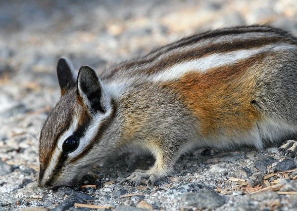 Go Nuts! The 7 Most Amazing Chipmunk Species - WebEcoist