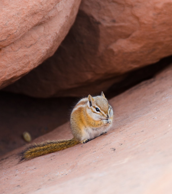Go Nuts! The 7 Most Amazing Chipmunk Species