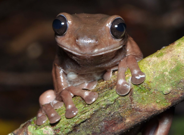 Getting Their Kicks: The World’s 7 Most Amazing Frogs