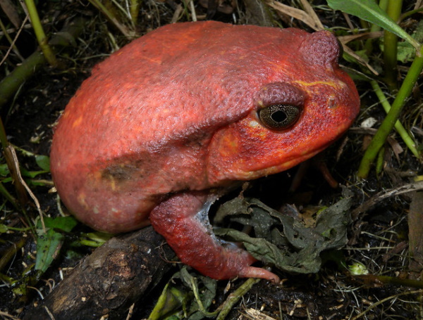 Getting Their Kicks: The World’s 7 Most Amazing Frogs
