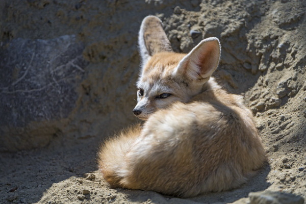 On The Run: The World’s 7 Most Amazing Foxes