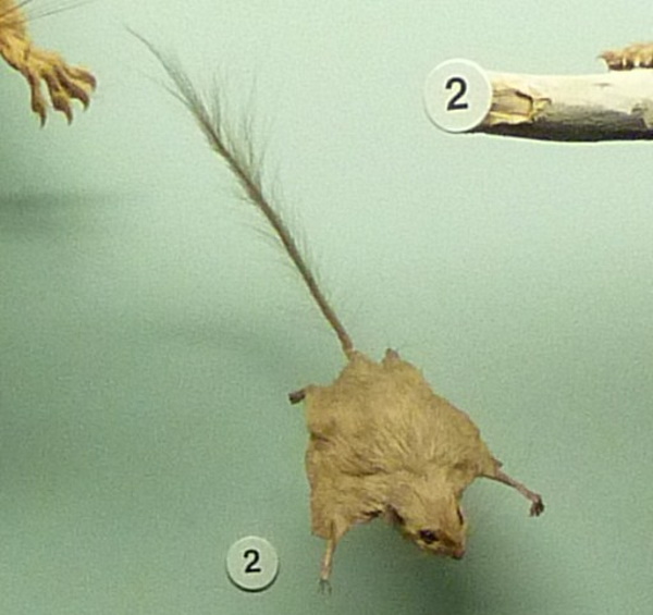 Goodbye & Good Rodents: The World’s 7 Most Amazing Mice