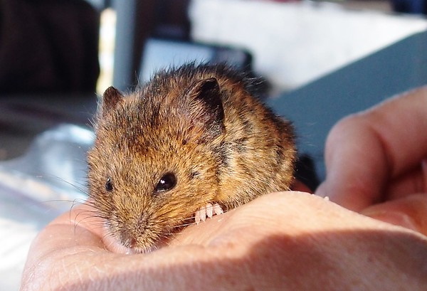 Goodbye & Good Rodents: The World’s 7 Most Amazing Mice