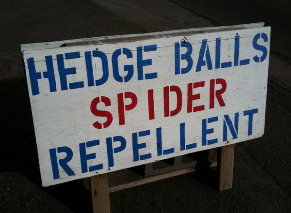 Web Beware: 7 Fang-tastic Spider Signs