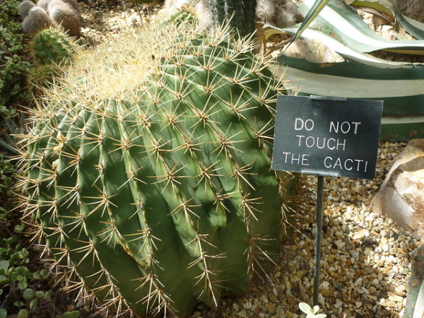 Prickly Wiggly: 10 Spine-Tingling Cactus Warning Signs