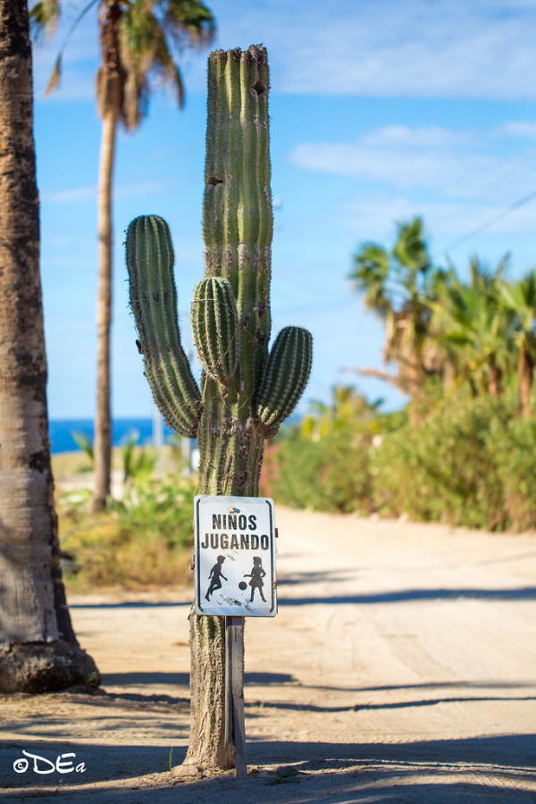 Prickly Wiggly: 10 Spine-Tingling Cactus Warning Signs