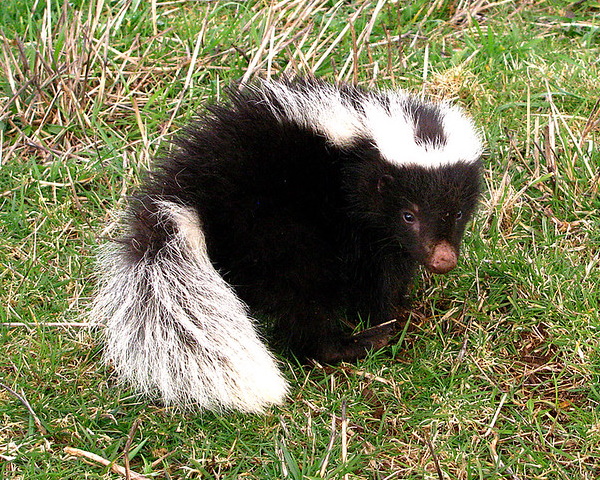 Smell Ya Later: The World’s 7 Most Amazing Skunks