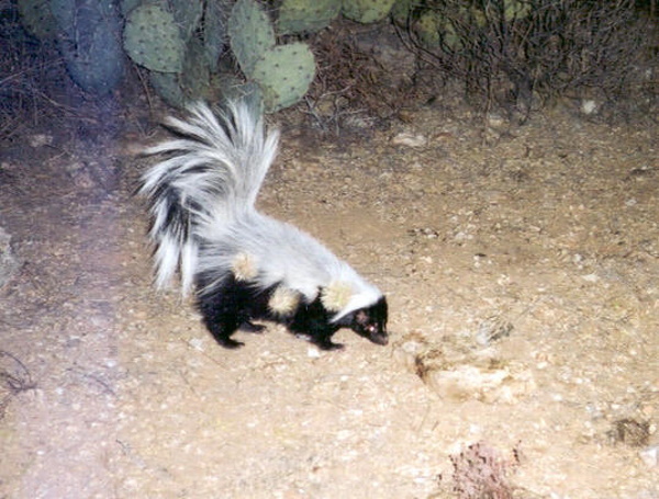 Smell Ya Later: The World’s 7 Most Amazing Skunks
