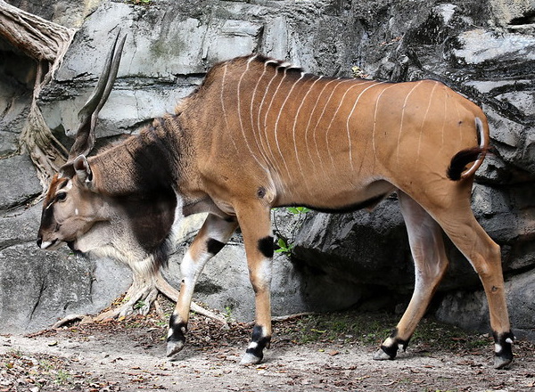 Horns Aplenty: The World’s 7 Most Amazing Antelopes