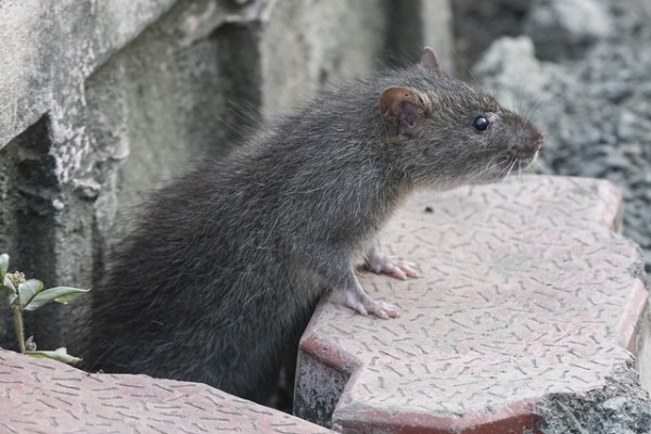Rodent It Be Nice: The World’s 7 Most Amazing Rats