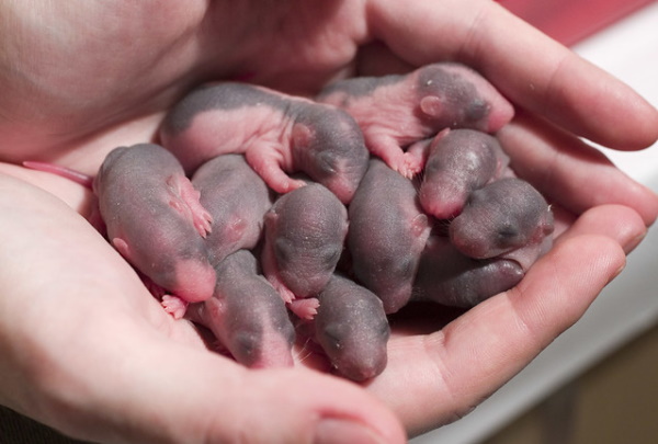 Rodent It Be Nice: The World’s 7 Most Amazing Rats