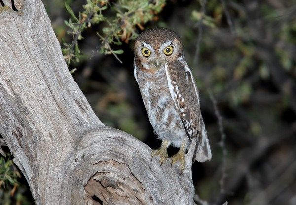 Owl Rise: The World’s 7 Most Amazing Owls