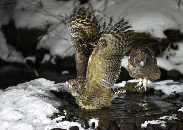 Owl Rise: The World’s 7 Most Amazing Owls