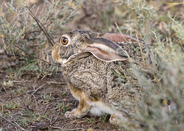 Leap Service: The World’s 7 Most Amazing Hares
