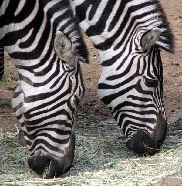 Stripe Thought: The World’s 8 Most Amazing Zebras