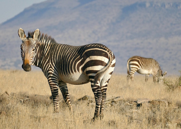 Stripe Thought: The World’s 8 Most Amazing Zebras